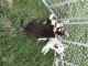 Wolfdog Puppies for sale in Ephrata, WA 98823, USA. price: NA