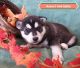 Wolfdog Puppies for sale in Newberry Springs, CA 92365, USA. price: $1,000