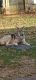 Wolfdog Puppies for sale in Hedgesville, WV, USA. price: $600