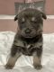 Wolfdog Puppies for sale in El Monte, CA, USA. price: NA