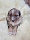Wolfdog Puppies for sale in Grants Pass, OR, USA. price: $800