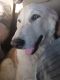 Wolfdog Puppies for sale in Tucumcari, NM 88401, USA. price: $500