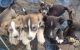 Wolfdog Puppies for sale in Hartsville, IN, USA. price: NA