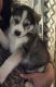 Wolfdog Puppies for sale in Big Bear, CA 92314, USA. price: NA