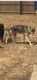 Wolfdog Puppies for sale in Boone, NC, USA. price: NA