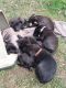 Wolfdog Puppies for sale in Bunker Hill, WV 25413, USA. price: $600