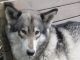 Wolfdog Puppies for sale in Eugene, OR, USA. price: $2,000