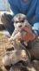 Wolfdog Puppies for sale in Anza, CA 92539, USA. price: NA
