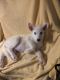 Wolfdog Puppies for sale in Anderson County, SC, USA. price: NA