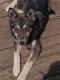 Wolfdog Puppies for sale in 5313 Fairfield Rd, Columbia, SC 29203, USA. price: NA