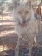 Wolfdog Puppies for sale in Alta Loma, CA 91701, USA. price: $2,000