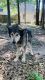 Wolfdog Puppies for sale in Inman, SC 29349, USA. price: $300
