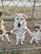 Wolfdog Puppies for sale in Austin, TX, USA. price: $250