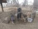 Wolfdog Puppies for sale in Desert Hot Springs, CA 92241, USA. price: $40,000