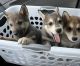 Wolfdog Puppies for sale in Conroe, TX 77385, USA. price: NA