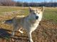 Wolfdog Puppies for sale in Camden, OH 45311, USA. price: $1,200