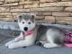 Wolfdog Puppies for sale in Lakeside, CA, USA. price: $700