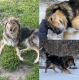 Wolfdog Puppies for sale in St James, MN 56081, USA. price: $550