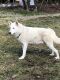 Wolfdog Puppies for sale in Northern California, CA, USA. price: NA