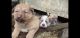 Wolfdog Puppies for sale in Skagit County, WA, USA. price: NA