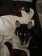 Wolfdog Puppies for sale in Milwaukee, WI, USA. price: NA