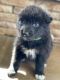 Wolfdog Puppies for sale in Stuart, VA 24171, USA. price: $900