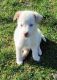 Wolfdog Puppies for sale in Portland, TN 37148, USA. price: NA