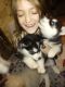 Wolfdog Puppies for sale in Laporte, MN 56461, USA. price: $100