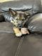 Wolfdog Puppies for sale in Bradenton, FL, USA. price: $600
