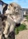 Wolfdog Puppies for sale in Aguanga, CA 92536, USA. price: $400