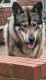 Wolfdog Puppies for sale in 102 15th St, Wheeling, WV 26003, USA. price: $1,500