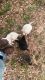 Wolfdog Puppies for sale in Live Oak, FL, USA. price: $500