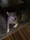 Wolfdog Puppies for sale in Cherry Valley, CA, USA. price: $60