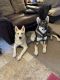 Wolfdog Puppies for sale in North Miami, OK, USA. price: $100