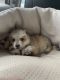 Wolfdog Puppies for sale in Cincinnati, OH, USA. price: $700
