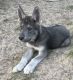 Wolfdog Puppies for sale in Robertsdale, AL, USA. price: $400