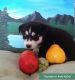 Wolfdog Puppies for sale in Newberry Springs, CA 92365, USA. price: $750