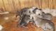 Wolfdog Puppies for sale in Montebello, VA 24464, USA. price: $2,500
