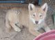 Wolfdog Puppies for sale in Victorville, CA, USA. price: $750