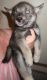 Wolfdog Puppies for sale in Jasper, FL 32052, USA. price: NA
