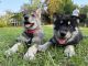Wolfdog Puppies for sale in Columbia, SC, USA. price: NA