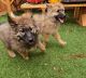 Wolfdog Puppies for sale in Hesperia, CA, USA. price: $650
