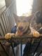 Wolfdog Puppies for sale in Shingle Springs, CA 95682, USA. price: $100