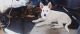 Wolfdog Puppies for sale in Elk, WA 99009, USA. price: NA