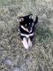 Wolfdog Puppies for sale in Lamar, CO 81052, USA. price: $800