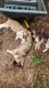 Wolfdog Puppies for sale in Sac City, IA 50583, USA. price: $150