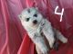 Wolfdog Puppies for sale in Aguanga, CA 92536, USA. price: $400