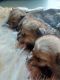 Wolfdog Puppies for sale in Hedgesville, WV, USA. price: $1,500