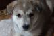 Wolfdog Puppies for sale in Cave Junction, OR 97523, USA. price: $500