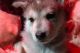 Wolfdog Puppies for sale in Cave Junction, OR 97523, USA. price: $500